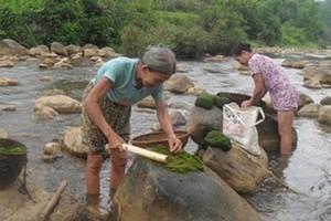 “Thung lũng tiên” và món ăn trường thọ giữa rừng Phú Thọ