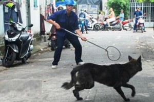 Tranh cãi kịch liệt việc Hà Nội ra quân bắt chó thả rông