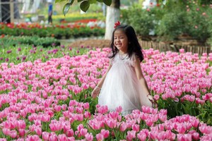 Người dân đổ xô đi ngắm cánh đồng hoa tulip Hà Lan tại Hà Nội