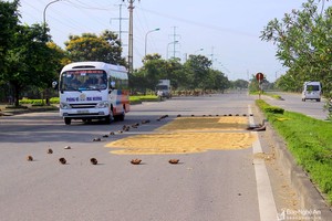 TP Vinh: Đường phố, vỉa hè 'biến' thành sân phơi lúa