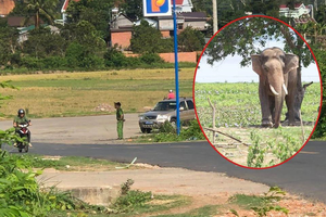 Voi nhà quật chết người: Sở VHTT & DL Đắk Lắk lý giải nguyên nhân