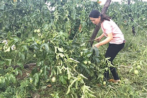 Nông dân khóc ròng vì vườn chanh dây bị phá, thiệt hại hàng trăm triệu đồng