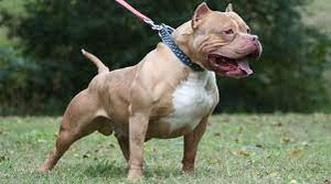 Chó Pitbull cắn chết người ở Long An: Chủ chó phải chịu trách nhiệm thế nào?