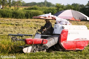 Người dân vùng ngoại thành tất bật thu hoạch lúa dưới cái nắng gần 40 độ C