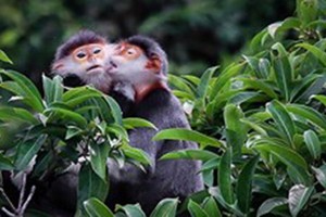 Video: Voọc Chà vá chân nâu Sơn Trà lên truyền hình Mỹ NatGeo