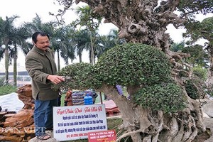 "Tuyệt phẩm" duối cổ nghìn năm được trả giá 20 tỷ đồng chưa bán 