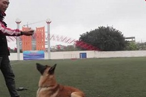 Video: Thú chơi chó Malinois Bỉ giá cả trăm triệu đồng của người Hà Nội