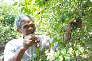 “Trốn” lên Bảy Núi ăn trái dại mà “đã đời”