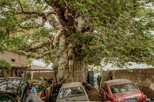 Cây thiêng trăm năm của Senegal chết dần trong thời hiện đại 