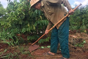 Theo chân người dân vào rẫy cà phê săn lùng loài vật cực "độc"