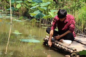 Đút từng thìa cơm cho đàn cá ăn, tiết lộ bí mật từ thời ông truyền lại