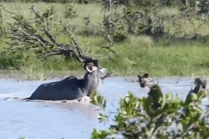 Clip: Nhảy sông săn linh dương, chó hoang bị sút tung mõm 