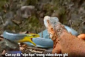 Cự đà “số đen” bị rắn, diều hâu và cá sấu truy sát trong cùng 1 ngày