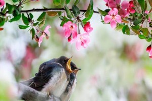 Người sinh tháng Âm lịch này: Bên ngoài đơn giản, bên trong trí tuệ