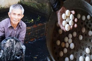 Lão nông nuôi loài cua đẻ trứng như gà, cho thu nhập cao