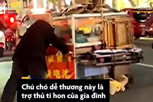 Video: Chú chó giúp chủ kéo xe qua đường