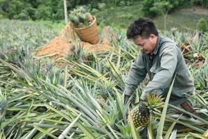 Trồng loại cây có trăm mắt, nông dân Pu Lau thoải mái thu tiền