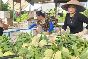 Ngôi làng ngày càng nhiều biệt thự nhờ trồng loại cây này