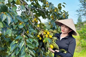 Mùa hồng giòn Yên Du, nông dân thu về hàng trăm triệu 