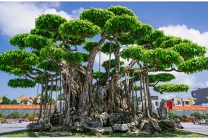 "Siêu cây cảnh" thế bonsai "độc nhất vô nhị" có giá khủng