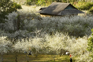 Hoa mận trắng muốt ngập tràn thung lũng Phiêng Ban