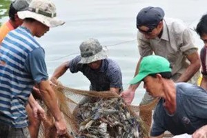 Loài vật nuôi dưới nước này ở Trà Vinh tăng giá tốt, dân thu lãi