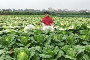 Bán 1 sào rau đút túi 2 chỉ vàng, nông dân mừng rơi nước mắt 