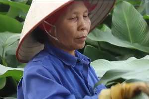 Lá dong gói bánh khan hiếm ngay tại làng nghề truyền thống 700 năm