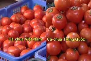 Cách phân biệt cà chua Việt Nam và Trung Quốc