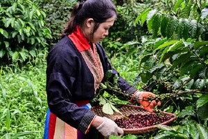 Nông dân thu lãi tiền tỷ nhờ cà phê tăng giá liên tiếp