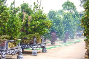 “Hàng hiếm” quất Bonsai có giá đắt đỏ, nhà vườn nhận cọc sớm