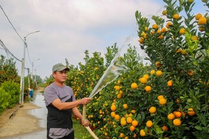 Quất cảnh miền Trung được mùa bội thu, thương lái “ôm” hết hàng