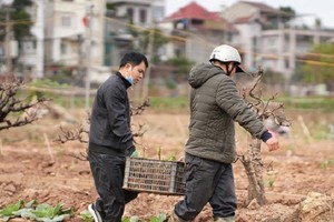 Người dân Nhật Tân nỗ lực “hồi sinh” vườn đào sau Tết