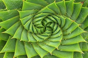 Kỳ thú dãy số Fibonacci trong thế giới tự nhiên 