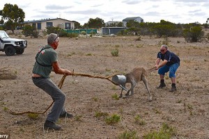 Nỗ lực giải cứu kangaroo kẹt đầu trong thùng tưới nước