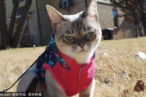 Ngắm kỳ phùng địch thủ của mèo Grumpy Cat nổi như cồn