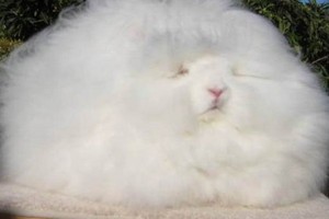 Mê mẩn giống thỏ Angora có bộ lông xù cực “ngầu“