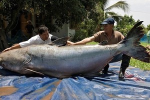 Điều khó tin về loài "thủy quái" nước ngọt lớn nhất TG