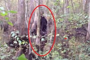 “Bắt quả tang” những lần quái vật Bigfoot xuất hiện... trêu con người