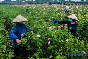 Xót xa hàng trăm ha hoa nở rộ ở Hà Nội bị cắt bỏ vì COVID-19