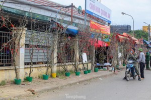 Người Hà Nội 'chơi Tết' sớm với hoa lê rừng