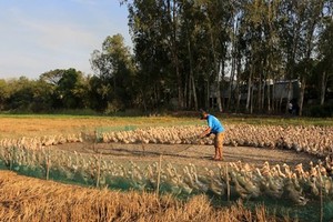 Nuôi vịt cổ cò chạy đồng, nông dân Đồng Tháp nhặt trứng liên tục