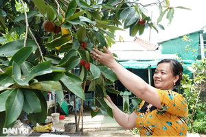 Trồng giống đào lạ, người phụ nữ ở Sóc Trăng kiếm trăm triệu mỗi năm 