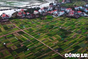 Trải nghiệm tại vườn rau Trà Quế để có cảm giác "chữa lành"