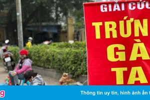 Đề nghị không mua trứng gia cầm bán 'giải cứu'