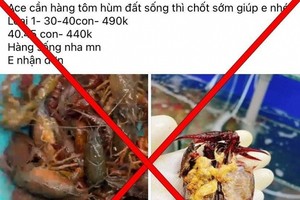  Tôm hùm đất nguy hại được rao bán tràn lan tiền triệu