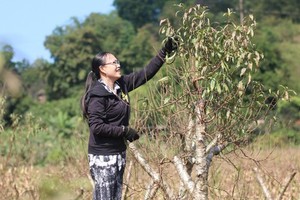 Hòa Bình: Nông dân huyện Đà Bắc tất bật chăm đào Tết