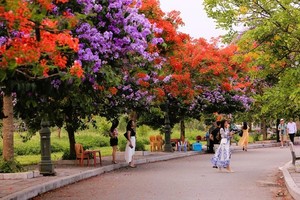 Đường hoa đẹp như xứ Hàn, giới trẻ thi nhau check-in