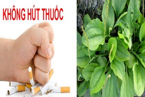 Bài thuốc giúp bạn cai thuốc lá nhanh và hiệu quả 