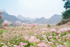 Muốn ngắm hoa tam giác mạnh Hà Giang, nên đứng đâu?